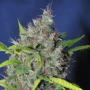 Blueberry Bud (Pack 5 graines)
