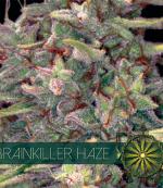 Brainkiller Haze (Pack 3 graines)