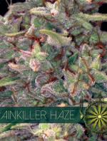 Brainkiller Haze (Pack 3 semillas)