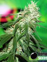 Buzz Bomb (10-seed pack)
