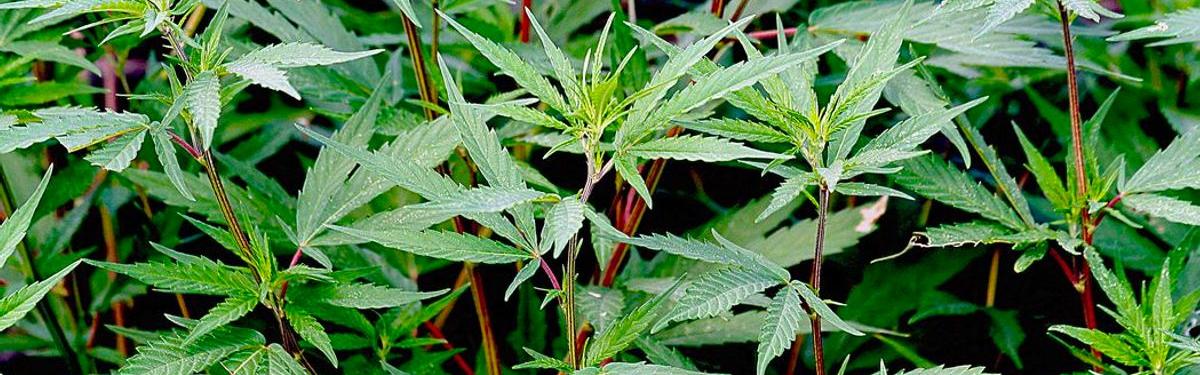 núcleo Cadena desinfectar Las hojas de la marihuana se fuman? - LaMota GrowShop