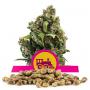 Candy Kush Express Fast Version (Pack 100 graines)