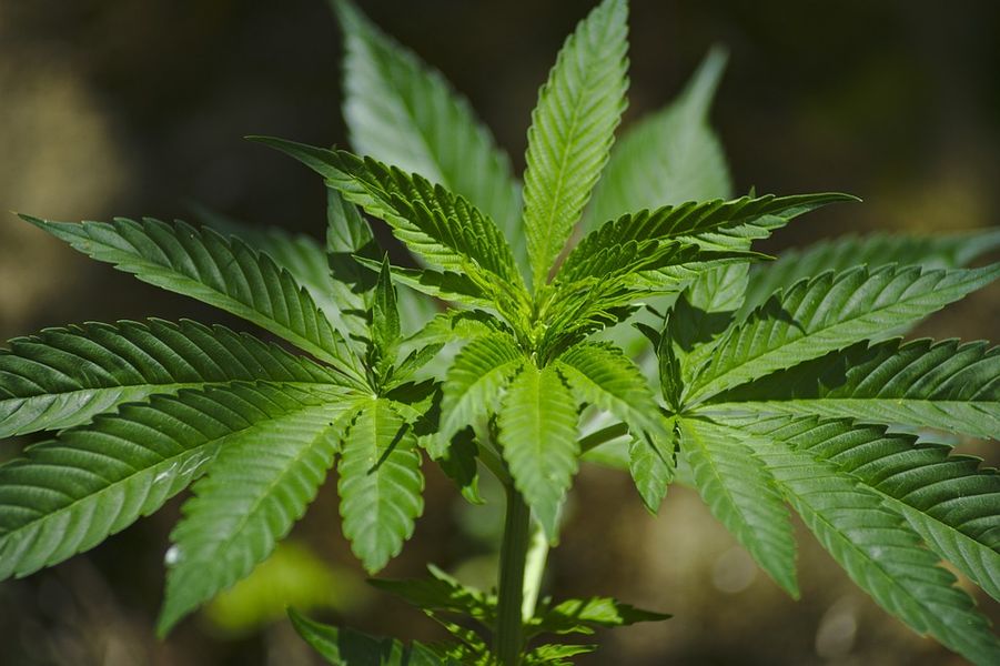 Comment transformer ses plantes de cannabis en bonsaïs?- Alchimia Grow Shop