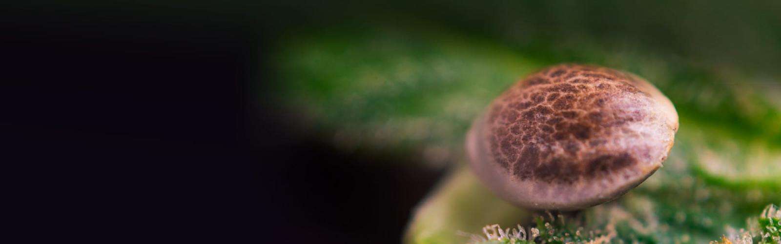 Grass-O-Matic Cannabis Seeds
