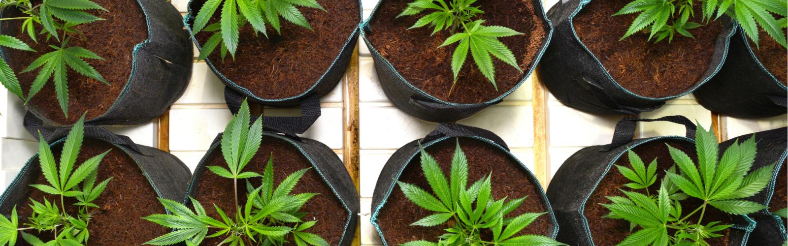 Cultiver différentes variétés de cannabis dans une même pièce