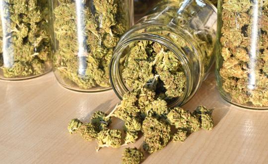 Conservar semillas de cannabis