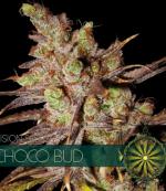 Choco Bud (Pack 3 semillas)