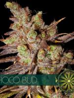 Choco Bud (Pack 3 graines)