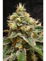 Confidential Cheese (Pack 3 semillas)