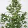 Critical + 2.0 Autoflowering (10-seed pack)