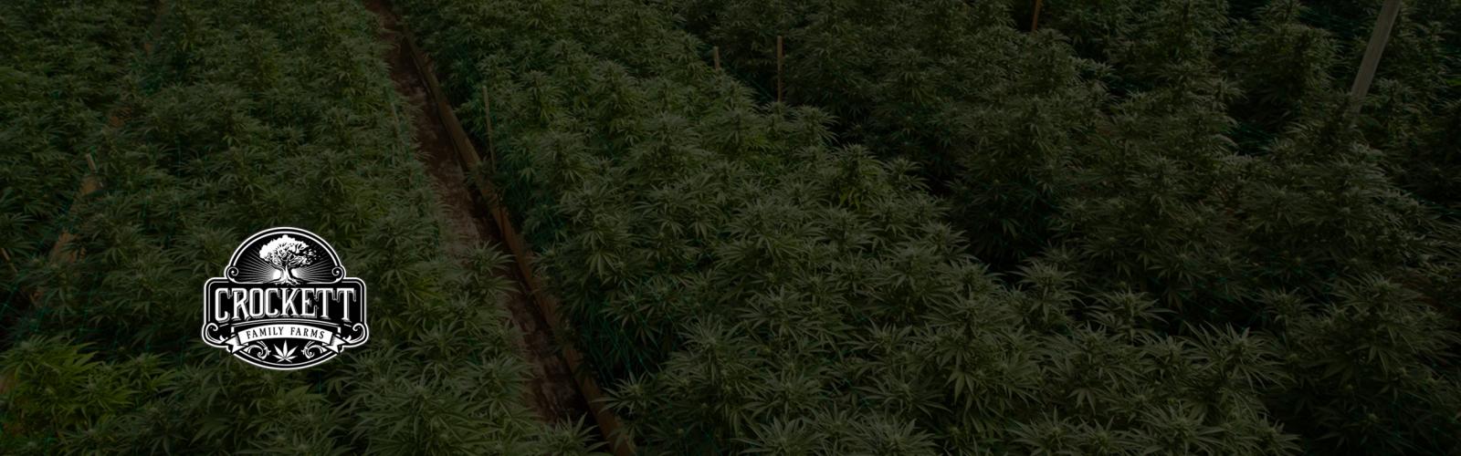 Graines de Cannabis Régulières Crockett Family Farms
