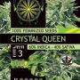 Crystal Queen (Pack 3 graines)