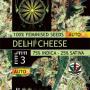 Delhi Cheese Auto (Pack 3 semillas)