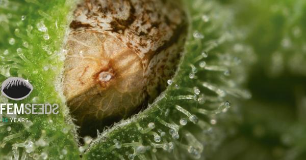 Graines de Cannabis CBD Dinafem Seeds