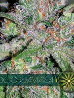 Doctor Jamaica (Pack 3 semillas)