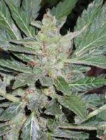 Dr. Feelgood (5-seed pack)