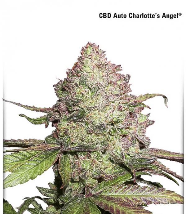 CBD Auto Charlotte's Angel (Pack 3 graines)