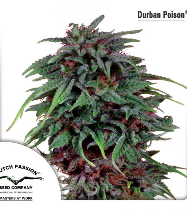 Durban Poison (1-seed pack)