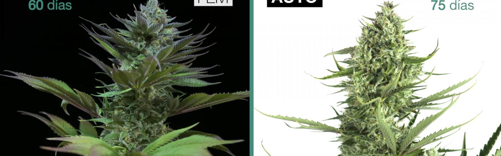 🥇 Feminizadas o autoflorecientes ▷ Diferencias entre marihuana