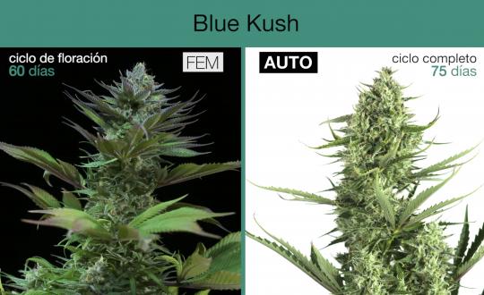 Explicación de las semillas de cannabis autoflorecientes frente a las  feminizadas