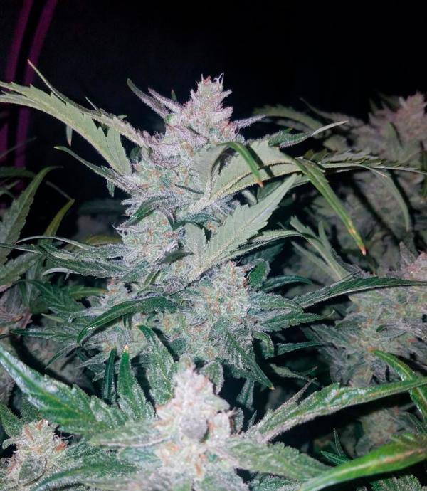 Mexican Airlines - Cannabis seeds Mexican Airlines by Fastbuds - LaMota  GrowShop