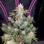 Cookies Auto (Girl Scout) (Pack 1 graine)