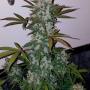 Cookies Auto (Girl Scout) (Pack 1 graine)