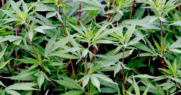 Can Cannabis Leaves Be Smoked Lamota Growshop