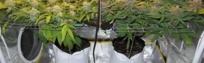 The SCROG Method: How to Achieve Maximum Production in the Least Amount of Time