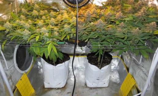The SCROG Method: How to Achieve Maximum Production in the Least Amount of Time