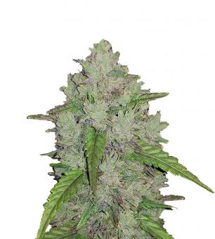 Mexican Airlines Autoflowering Feminised Seeds, FastBuds Seeds