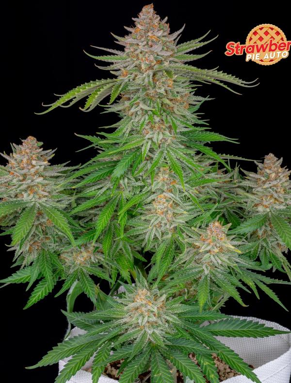 Strawberry Pie Auto (5-seed pack)