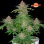 Strawberry Pie Auto (5-seed pack)