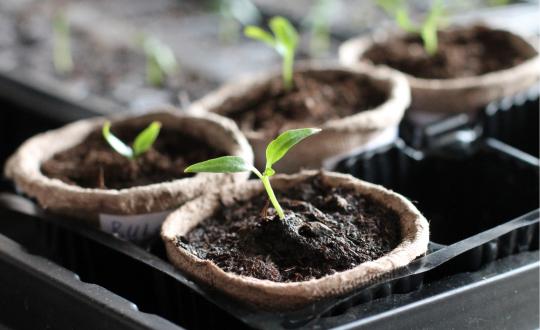 Cómo rescatar y germinar viejas semillas de marihuana