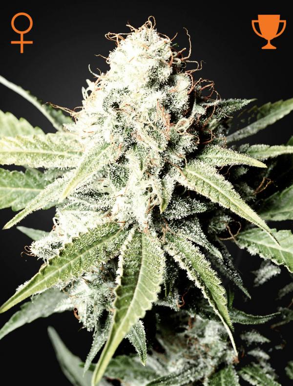 Great White Shark (3-seed pack)