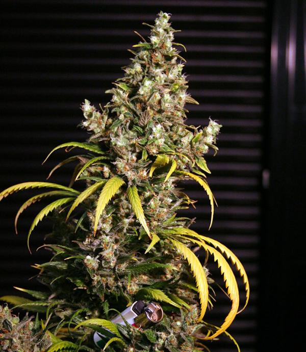 GrowShop - seeds Seeds Eva LaMota Monster Monster - by Cannabis