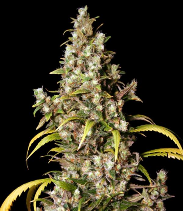 Monster - Cannabis LaMota by Monster Eva - GrowShop seeds Seeds