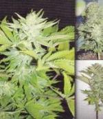 Homegrown Lowryder Auto (Pack 5 semillas)