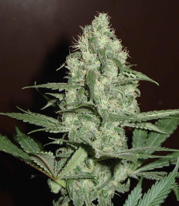 Homegrown Cheese (Pack 5 graines)