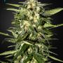Jack Herer Auto (Pack 3 graines)