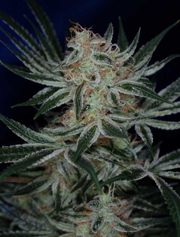 Jack The Ripper (5-seed pack)