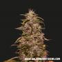 Big Altai Sativa Express (3-seed pack)