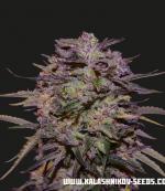 Purple Russian Express (5-seed pack)