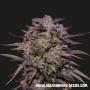 Purple Russian Express (5-seed pack)