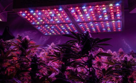 Lampe de culture LED pour cannabis : avantages et inconvénients