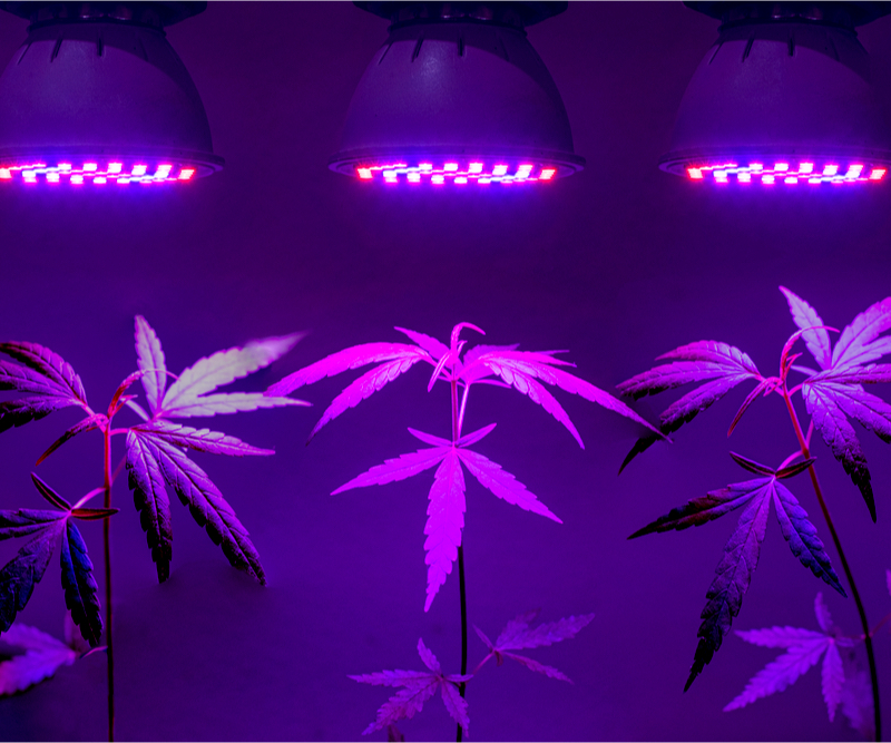 Bombillas LED, una tecnología para el cultivo de marihuana - LaMota GrowShop