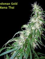 Mama Thai (Pack 10 graines)