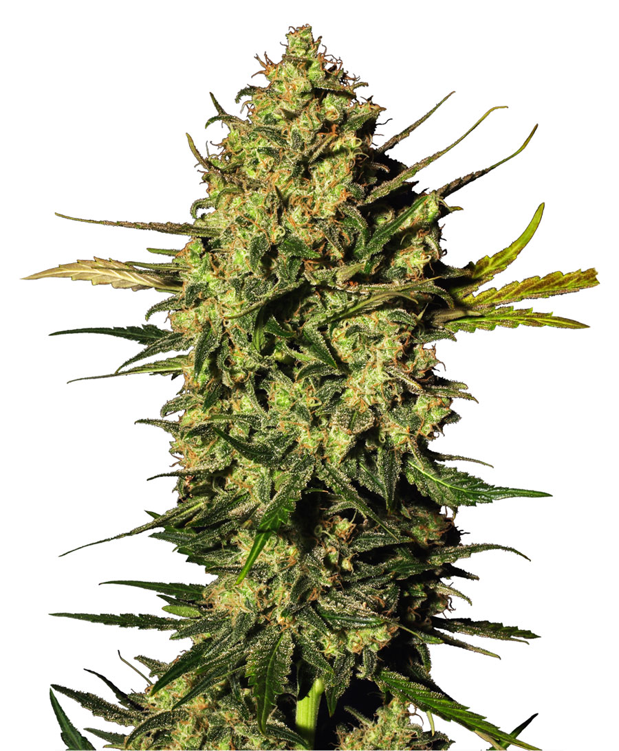 Заказ семян конопли к официальный семена марихуаны