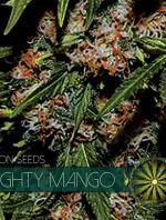 Mighty Mango Bud (3-seed pack)