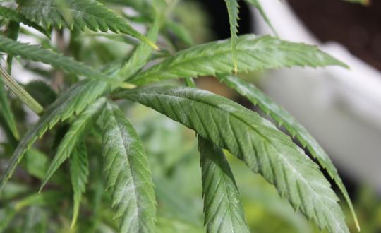Comment rouler un bon joint de cannabis ? - LaMota GrowShop